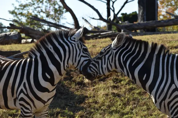 Casino Hot Line Tacaíocht